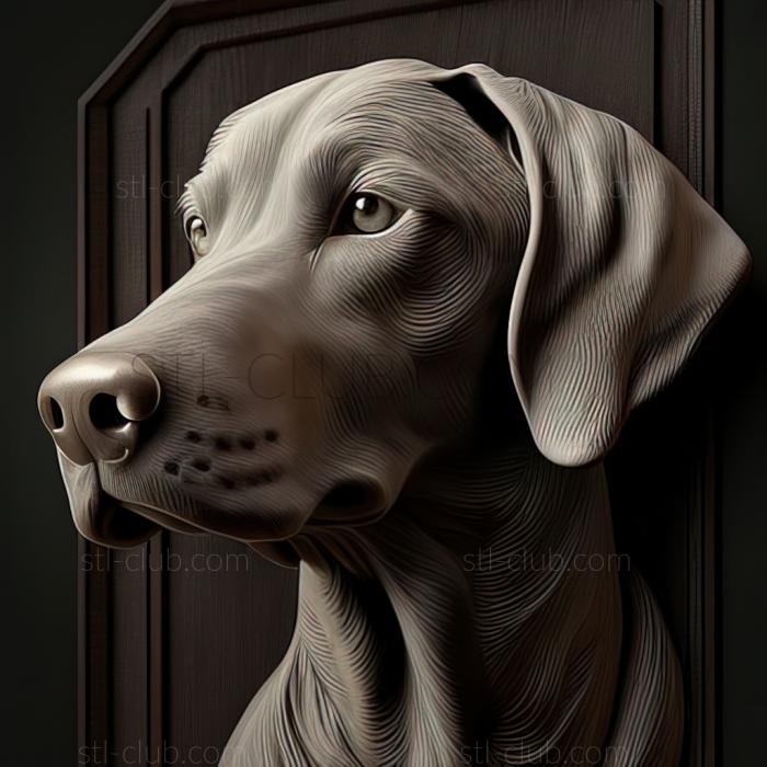 st Weimaraner dog